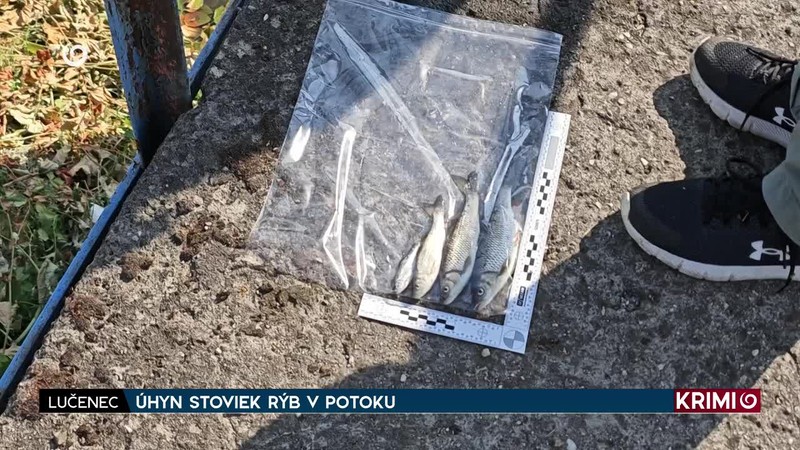 ÚHYN STOVIEK RÝB V POTOKU