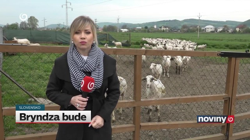 Bryndza bude