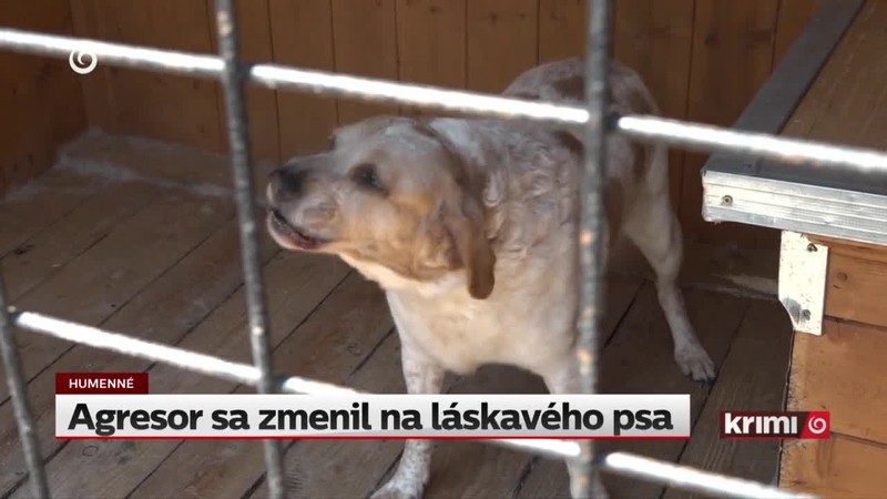 Agresor sa zmenil na láskavého psa
