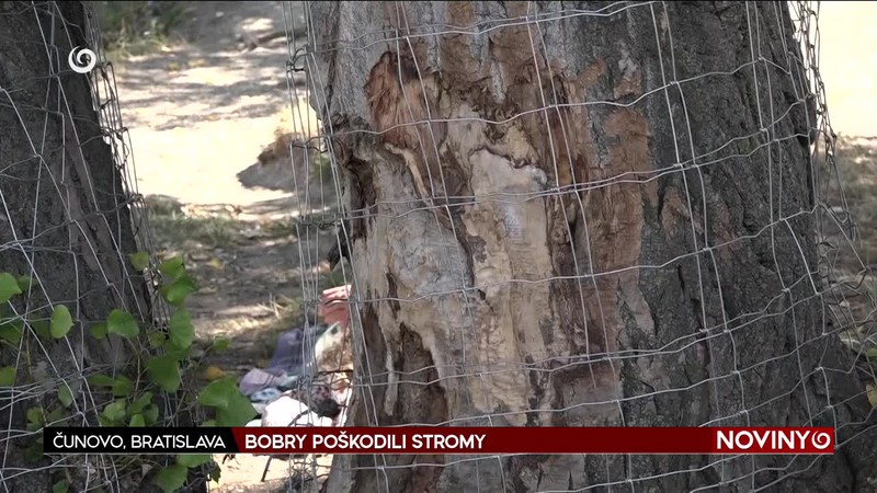 BOBRY POŠKODILI STROMY