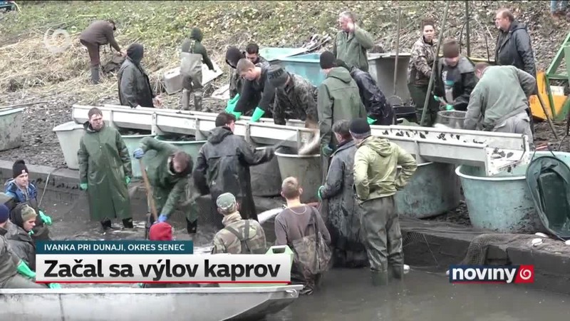 Začal sa výlov kaprov