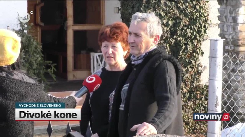 Divoké kone