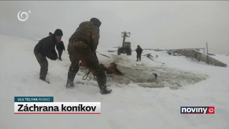 Záchrana koníkov