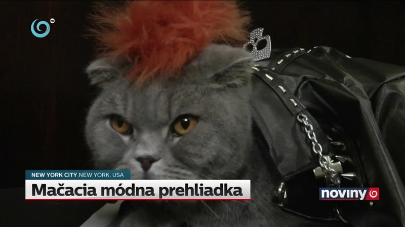 Mačacia módna prehliadka