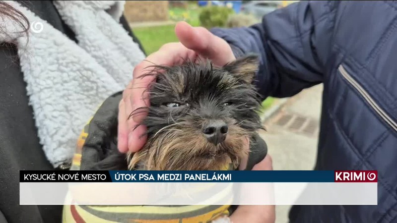 ÚTOK PSA MEDZI PANELÁKMI