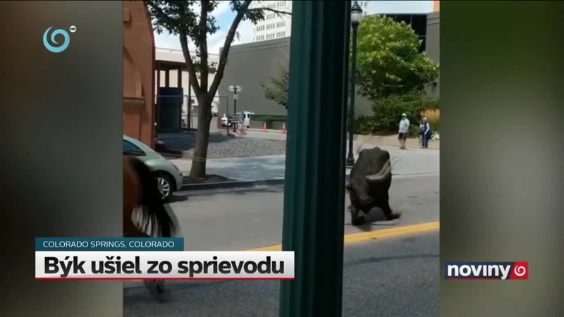 Býk ušiel zo sprievodu