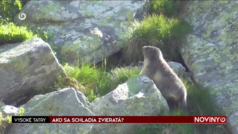 AKO SA SCHLADIA ZVIERATÁ?