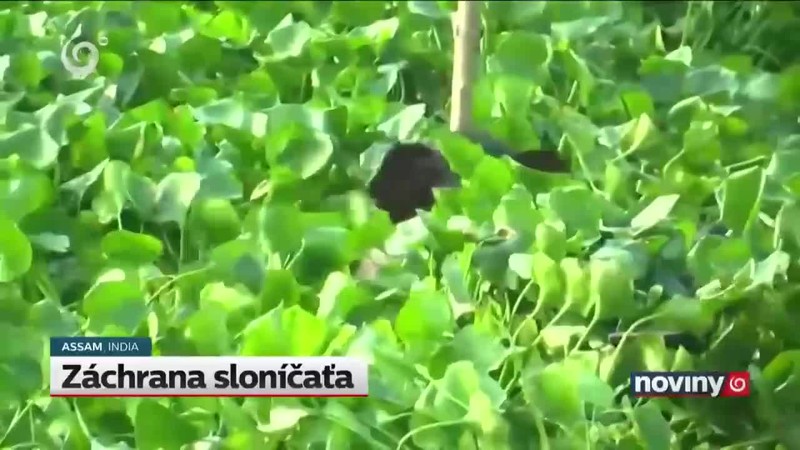 Záchrana sloníčaťa