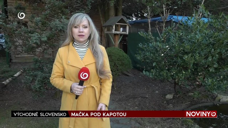 MAČKA POD KAPOTOU