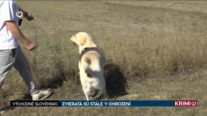 ZVIERATÁ SÚ STÁLE V OHROZENÍ