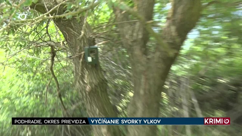 VYČÍŇANIE SVORKY VLKOV