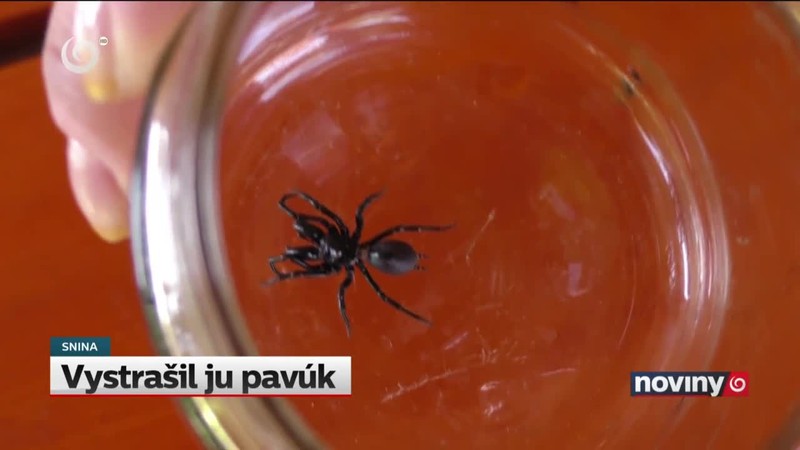 Vystrašil ju pavúk