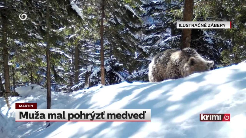 Muža mal pohrýzť medveď