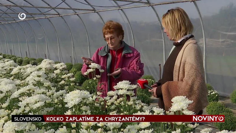 KOĽKO ZAPLATÍME ZA CHRYZANTÉMY?
