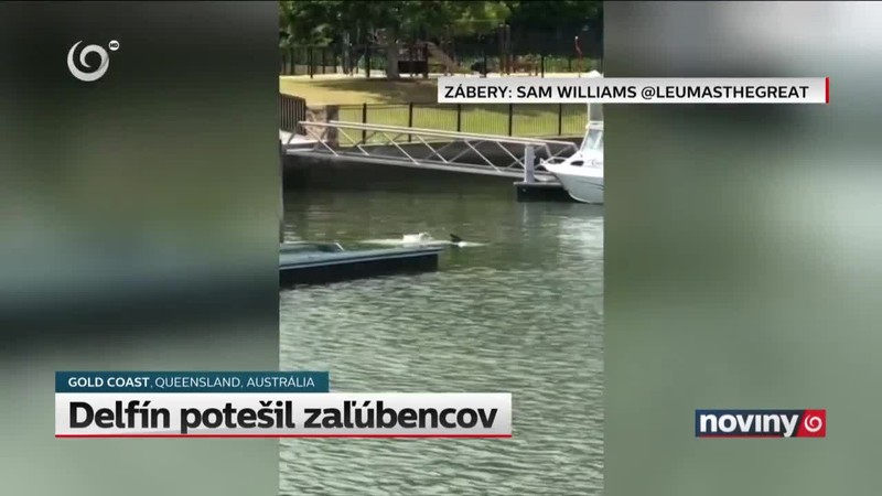 Delfín potešil zaľúbencov