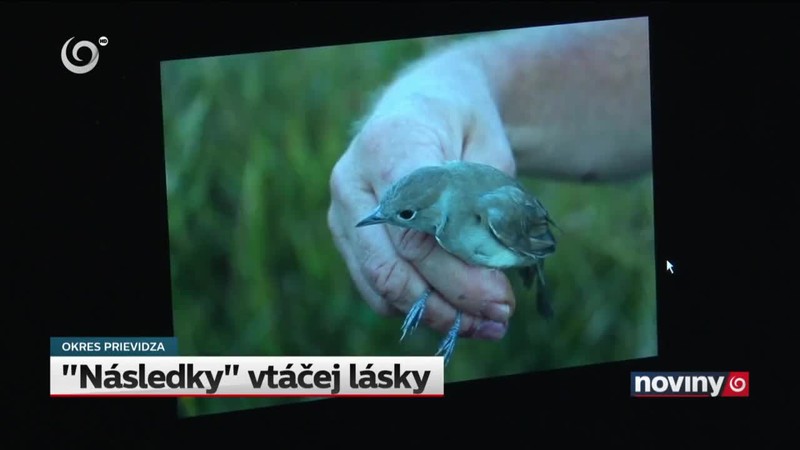 "Následky" vtáčej lásky