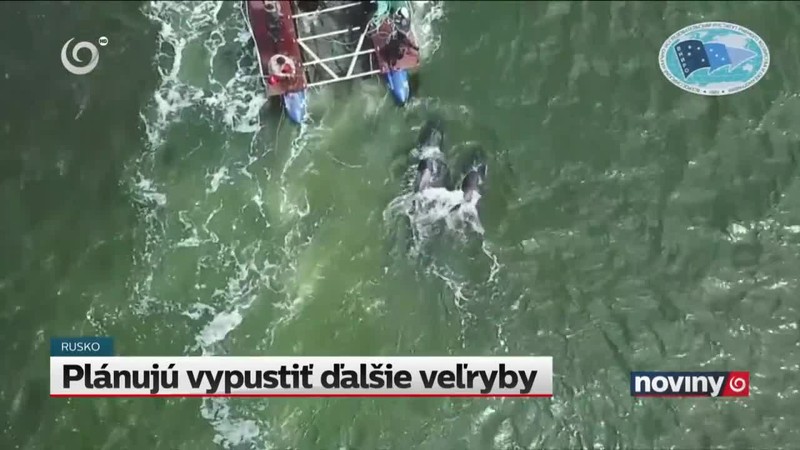 Plánujú vypustiť ďalšie veľryby