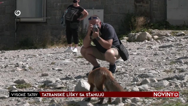 TATRANSKÉ LÍŠKY SA SŤAHUJÚ