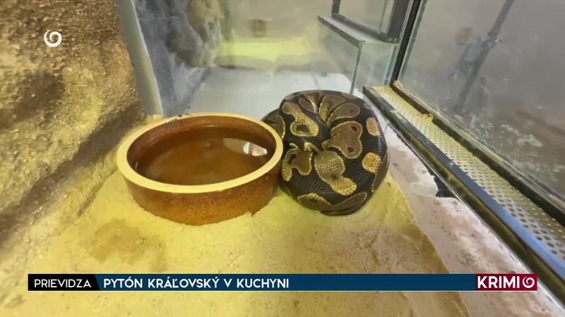 PYTÓN KRÁĽOVSKÝ V KUCHYNI