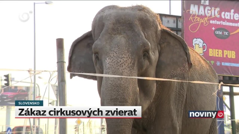 Zákaz cirkusových zvierat