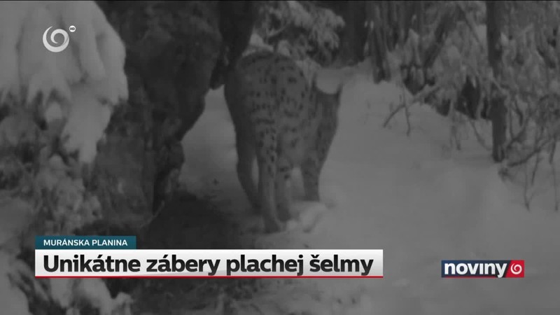 Unikátne zábery plachej šelmy