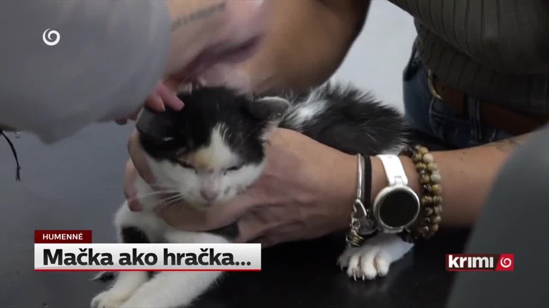 Mačka ako hračka...