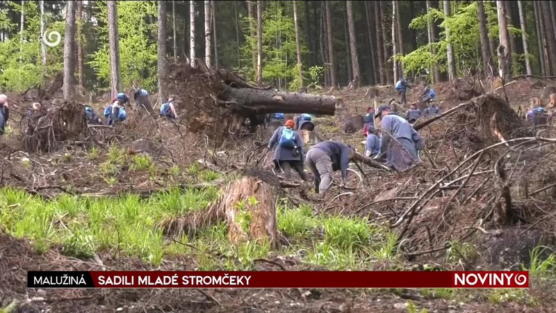 SADILI MLADÉ STROMČEKY