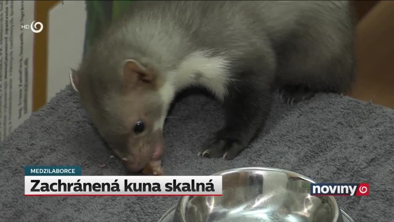 Zachránená kuna skalná