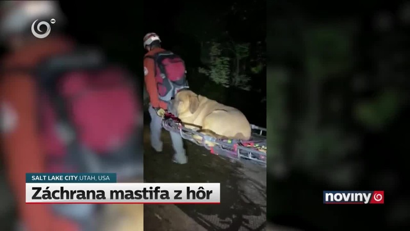 Záchrana mastifa z hôr