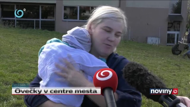 Ovečky v centre mesta