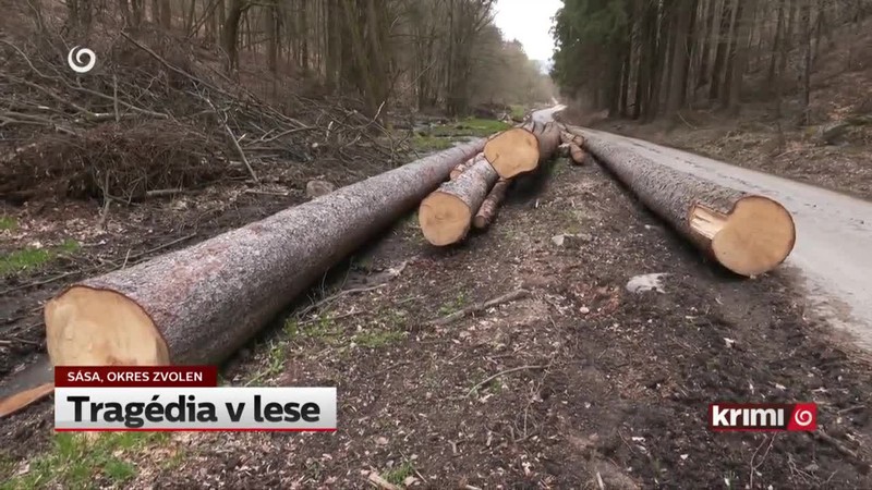 Tragédia v lese