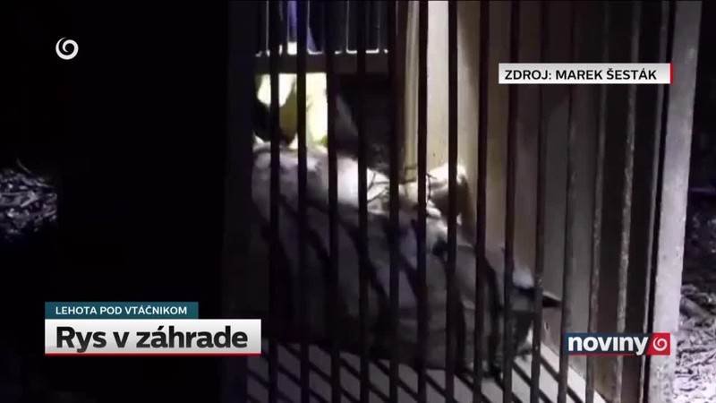 Rys v záhrade