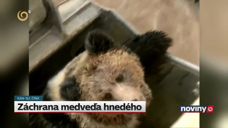 Záchrana medveďa hnedého