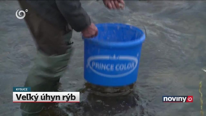 Veľký úhyn rýb
