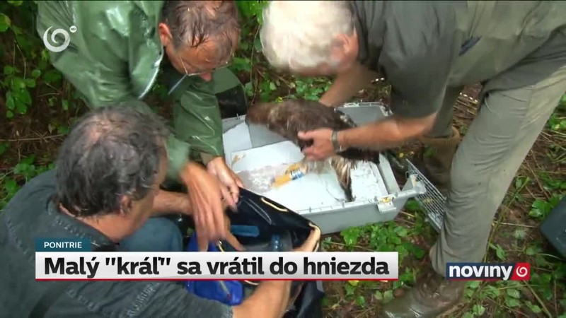 Malý "kráľ" sa vrátil do hniezda