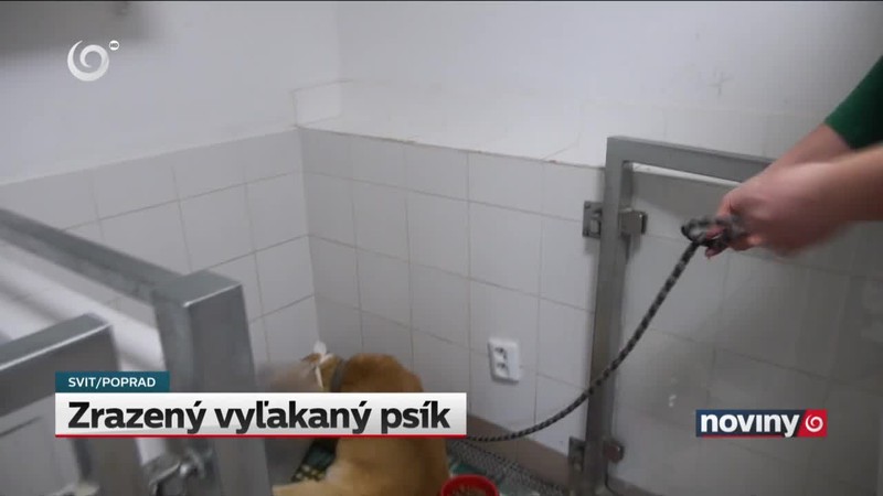 Zrazený vyľakaný psík