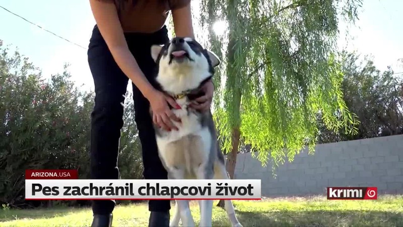 Pes zachránil chlapcovi život