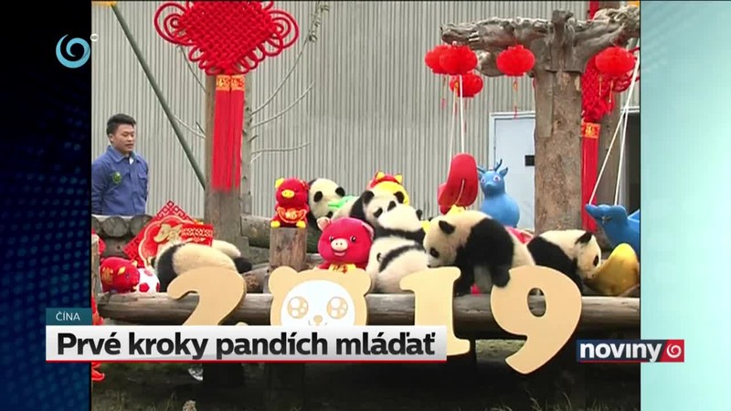 Prvé kroky pandích mláďať