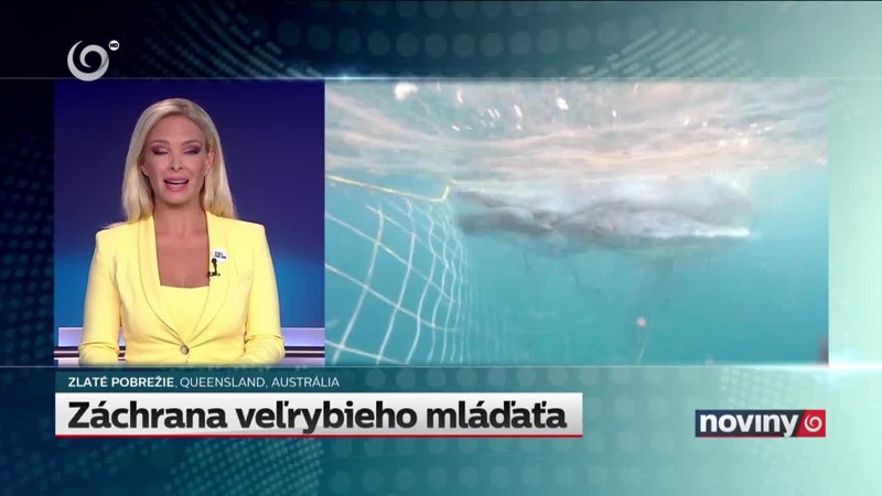 Záchrana veľrybieho mláďaťa