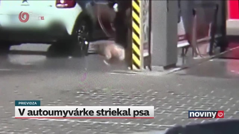 V autoumyvárke striekal psa