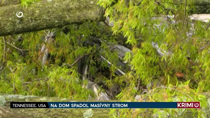 NA DOM SPADOL MASÍVNY STROM