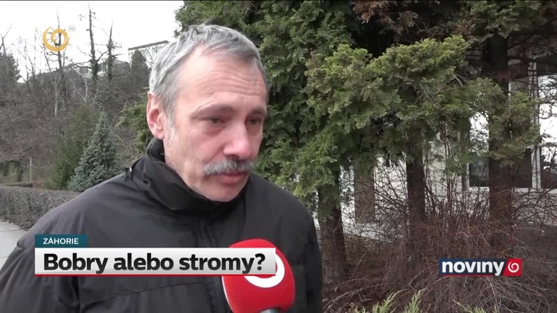 Bobry alebo stromy?