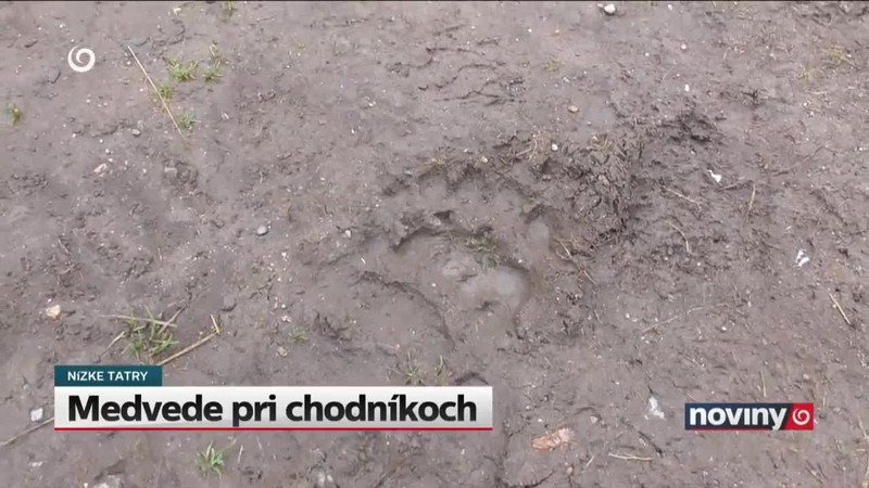 Medvede pri chodníkoch