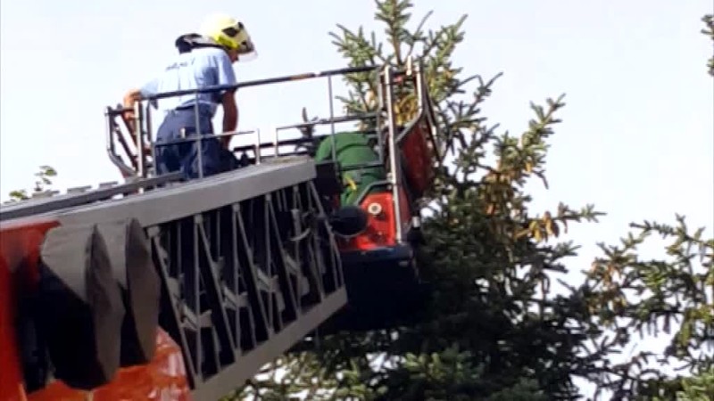 Popradské sokolíky majú nový domov. Postavili im ho ochranári s hasičmi