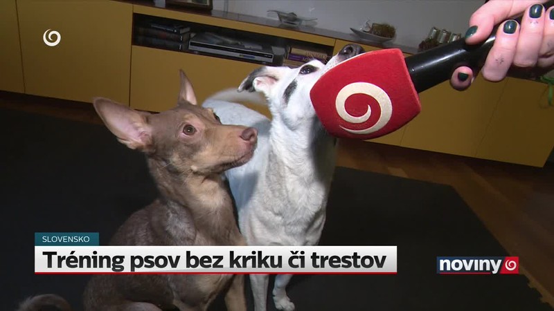 Tréning psov bez kriku či trestov