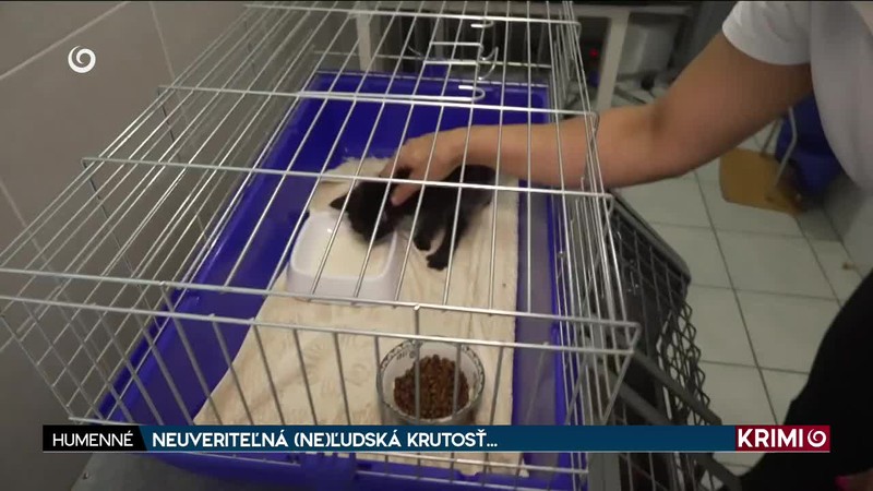 NEUVERITEĽNÁ (NE)ĽUDSKÁ KRUTOSŤ...
