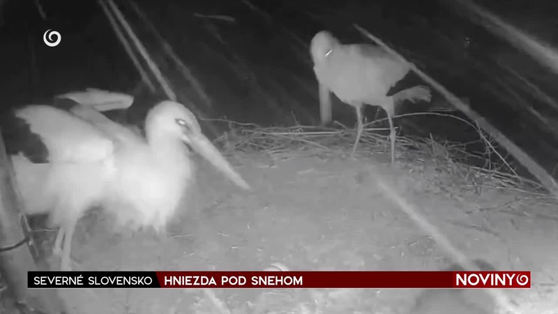 HNIEZDA POD SNEHOM