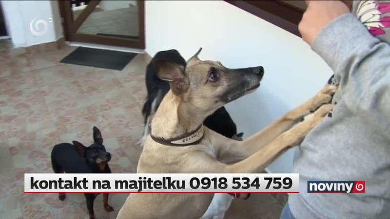 Boja sa, že psy zamrznú