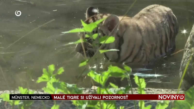 MALÉ TIGRE SI UŽÍVALI POZORNOSŤ