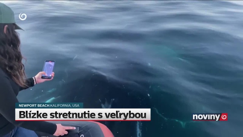 Blízke stretnutie s veľrybou